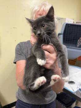 Pura -  Domestic Short Hair Cat for Adoption in Meriden, Connecticut - Pura | PetCurious