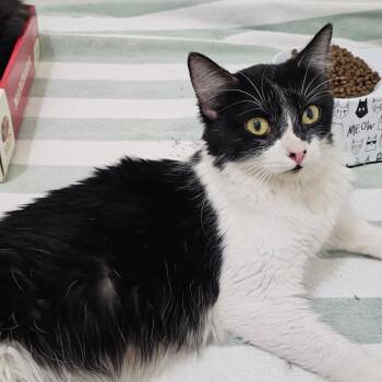 Domestic Long Hair Cats Available for Adoption in Long Beach, California - Marinara | PetCurious