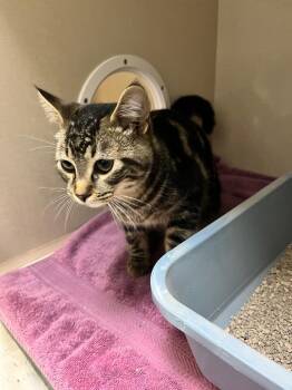 Slurpee -  Domestic Short Hair Cat for Adoption in Winnipeg, Manitoba - Slurpee | PetCurious