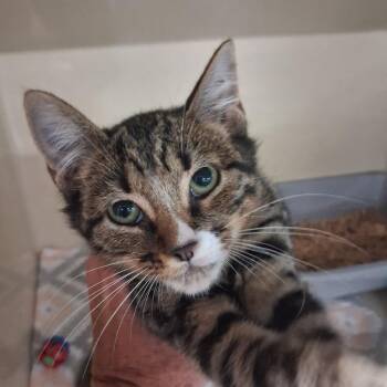 Jelly Bean -  Domestic Short Hair Cat for Adoption in Gautier, Mississippi - Jelly Bean | PetCurious