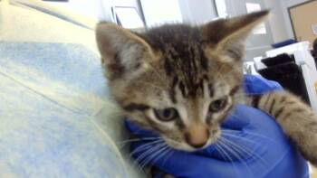 ELIO -  Domestic Medium Hair Cat for Adoption in Dallas, Texas - ELIO | PetCurious