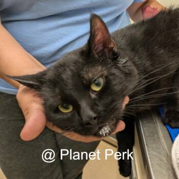 Poe -  Domestic Short Hair Cat for Adoption in Oshkosh, Wisconsin - Poe | PetCurious