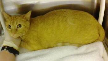 Domestic Short Hair Cats Available for Adoption in Omaha, Nebraska - LAVA GIRL | PetCurious