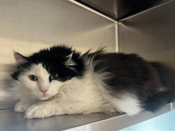 Mittens -  Domestic Long Hair Cat for Adoption in Stratham, New Hampshire - Mittens | PetCurious