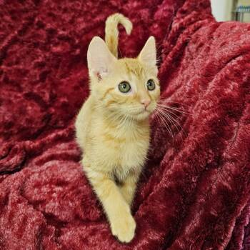 Pumpkin -  Domestic Short Hair and Tabby Cat for Adoption in Searcy, Arkansas - Pumpkin | PetCurious
