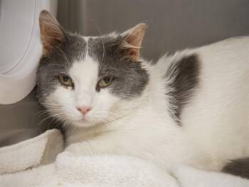 Domestic Short Hair Cats Available for Adoption in Phoenix, Arizona - EDDIE | PetCurious