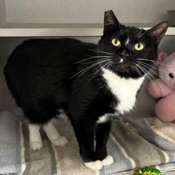 -Macie -  Tuxedo and Domestic Short Hair Cat Available for Adoption in Red Bluff, California - -Macie | PetCurious