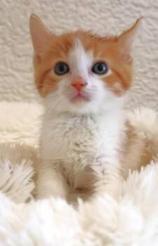 Taco -  Domestic Short Hair Cat for Adoption in Thief River Falls, Minnesota - Taco | PetCurious