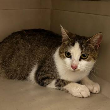 Churro -  Domestic Short Hair Cat for Adoption in Concord, North Carolina - Churro | PetCurious