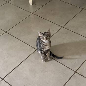 Rescue Tabby Cats for Adoption in New Smyrna Beach, Florida - Leo | PetCurious