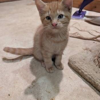 Rescue Domestic Short Hair Cats for Adoption in Wichita, Kansas - Jif | PetCurious