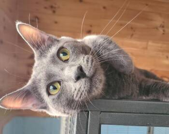 Domestic Short Hair Cats Available for Adoption in Ellijay, Georgia - Walton | PetCurious