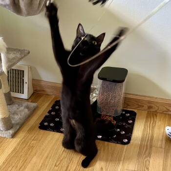 GOOBER- COURTESY POST -  Bombay Cat for Adoption - GOOBER- COURTESY POST | PetCurious