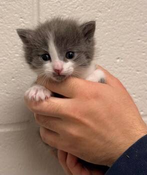 Domestic Short Hair Cats Available for Adoption in Defiance, Ohio - Quartz | PetCurious