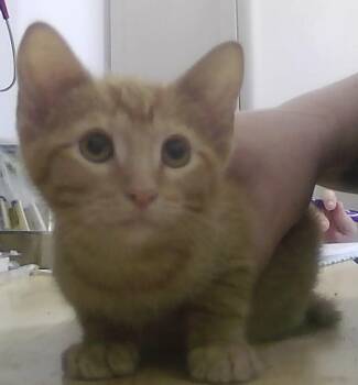 Domestic Short Hair Cats Available for Adoption in Dayton, Minnesota - Larken | PetCurious