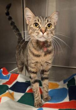 Bubbles -  Domestic Short Hair Cat for Adoption in Ocala, Florida - Bubbles | PetCurious