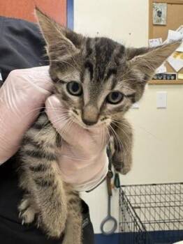 Auntie Anne -  Domestic Short Hair Cat for Adoption in Charleston, South Carolina - Auntie Anne | PetCurious