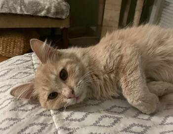 Domestic Medium Hair and Domestic Long Hair Cats Available for Adoption - Franklin | PetCurious
