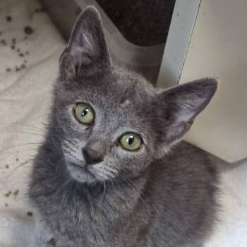 Rubix Cube -  Domestic Short Hair Cat for Adoption in Cleveland, Mississippi - Rubix Cube | PetCurious