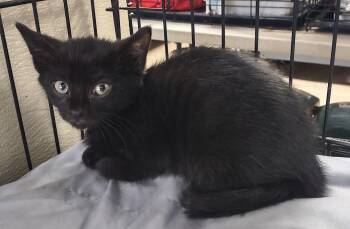 Zephyr -  Domestic Short Hair Cat for Adoption in Albemarle, North Carolina - Zephyr | PetCurious