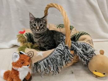 Graham -  Domestic Short Hair Cat for Adoption in Pueblo, Colorado - Graham | PetCurious