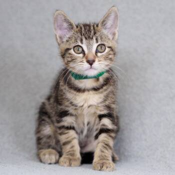 Domestic Short Hair Cats Available for Adoption in Sunnyvale, California - Ponzu (Green) | PetCurious