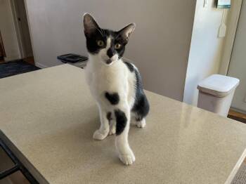 Mushu -  Domestic Short Hair Cat for Adoption in San Diego, California - Mushu | PetCurious