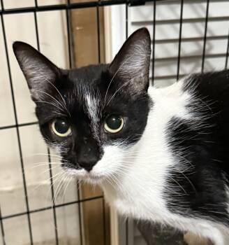 Milkshake (foster needed) -  Domestic Short Hair Cat for Adoption in New York, New York - Milkshake (foster Needed) | PetCurious