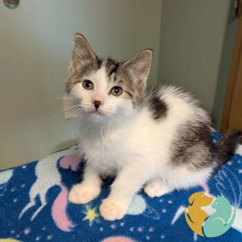 Domestic Medium Hair Cats Available for Adoption in Toledo, Ohio - Grain | PetCurious