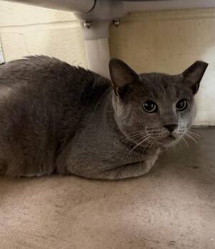 Copic -  Domestic Short Hair Cat Available for Adoption in Cincinnati, Ohio - Copic | PetCurious