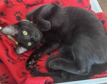 Crunch (your fav Bluebell flavor) -  Bombay and Domestic Short Hair Cat for Adoption in Houston, Texas - Crunch (your Fav Bluebell Flavor) | PetCurious