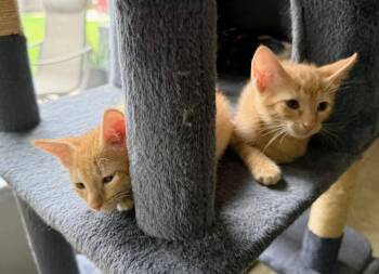 Roll -  Tabby and Siamese Cat for Adoption in Austin, Texas - Roll | PetCurious