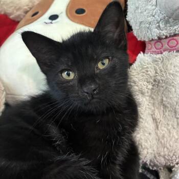 Boba -  Domestic Short Hair Cat for Adoption in La Grange, Kentucky - Boba | PetCurious
