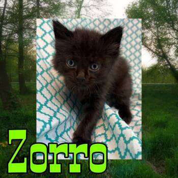 Domestic Medium Hair Cats Available for Adoption in Royse City, Texas - Zorro | PetCurious