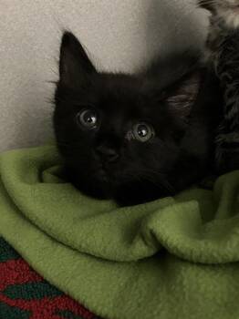 NIGEL -  Domestic Medium Hair Cat for Adoption in Long Beach, California - NIGEL | PetCurious