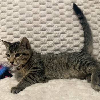 Murphy -  Domestic Short Hair Cat for Adoption in Overland Park, Kansas - Murphy | PetCurious