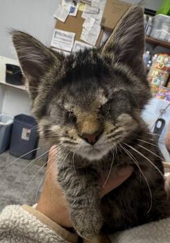 Coraline ~ Blind -  Domestic Short Hair Cat for Adoption in Rochester, Indiana - Coraline ~ Blind | PetCurious
