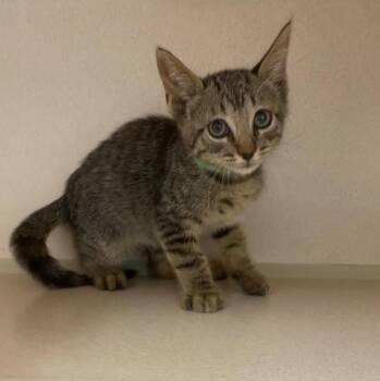 Sizzle -  Domestic Short Hair Cat for Adoption in Chino Valley, Arizona - Sizzle | PetCurious