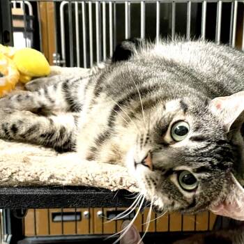 Rescue Domestic Short Hair Cats for Adoption in Richmond, California - ZEUS | PetCurious