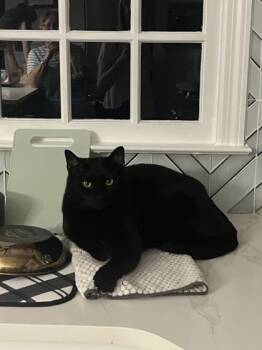 Rescue Domestic Short Hair Cats for Adoption in Atlanta, Georgia - Shamoo | PetCurious