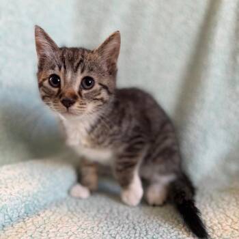 Boots -  Domestic Short Hair Cat for Adoption in Morristown, Vermont - Boots | PetCurious
