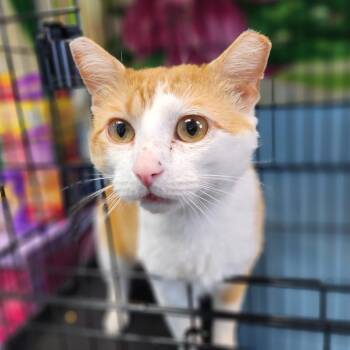 Henrey -  Domestic Short Hair Cat for Adoption in Stanley, Virginia - Henrey | PetCurious