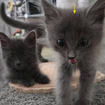 Soot -  Domestic Long Hair Cat for Adoption in Fort Worth, Texas - Soot | PetCurious