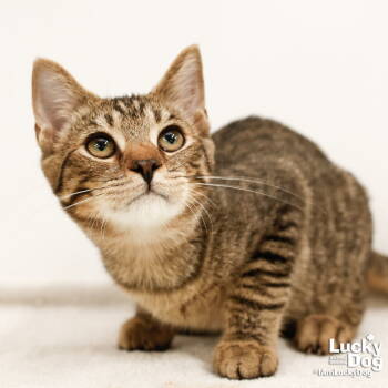 Rescue Domestic Short Hair and Tabby Cats for Adoption in Washington, District Of Columbia - Marcel | PetCurious
