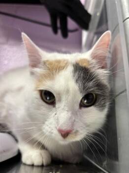 Menchie -  Domestic Medium Hair Cat for Adoption in El Paso, Texas - Menchie | PetCurious