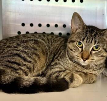 Newt -  Domestic Short Hair Cat for Adoption in Lansing, Michigan - Newt | PetCurious