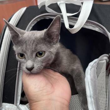 Bamboo -  Domestic Short Hair Cat for Adoption in Westminster, California - Bamboo | PetCurious