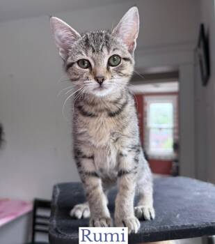 Rumi -  Domestic Short Hair Cat Available for Adoption in Berkeley Springs, West Virginia - Rumi | PetCurious