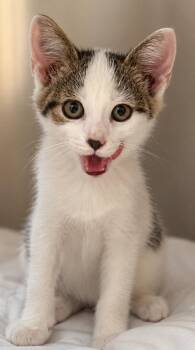 Jimi -  Domestic Short Hair Cat for Adoption in Saint Clairsville, Ohio - Jimi | PetCurious