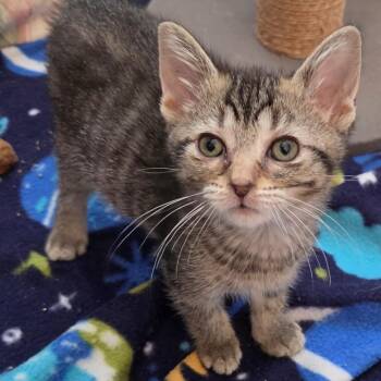 Cherry Sakura -  Domestic Short Hair Cat for Adoption in South Elgin, Illinois - Cherry Sakura | PetCurious